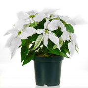 White Poinsettia, White Christmas Flower
